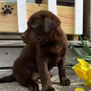 Carrie, Chocolate Labrador Retriever Puppy